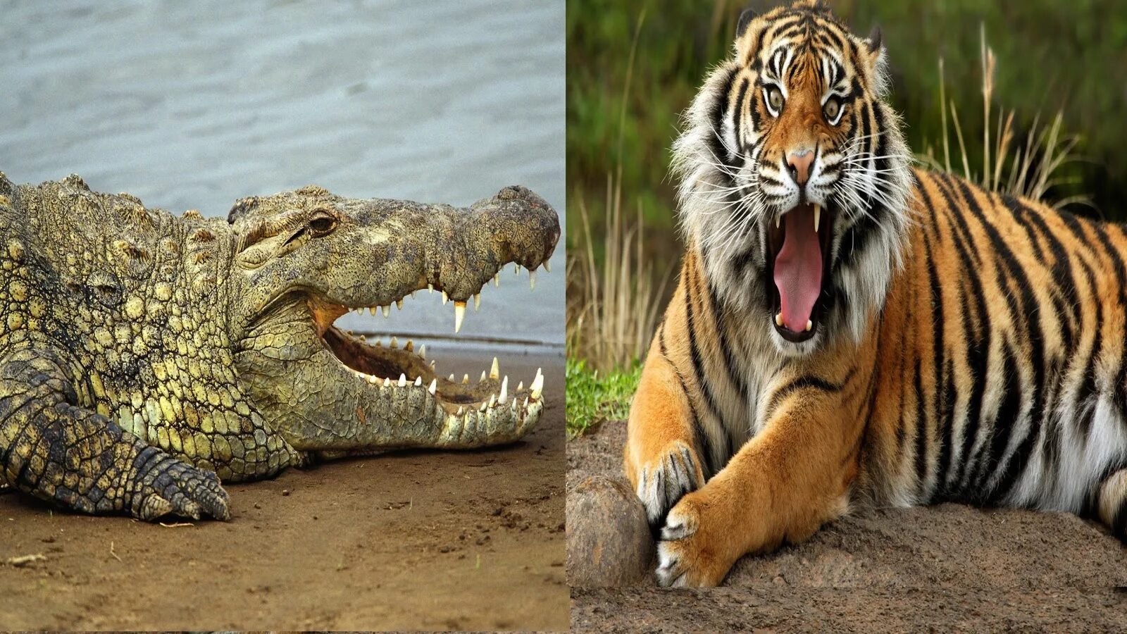 Тигр лев крокодил. Сильные животные.