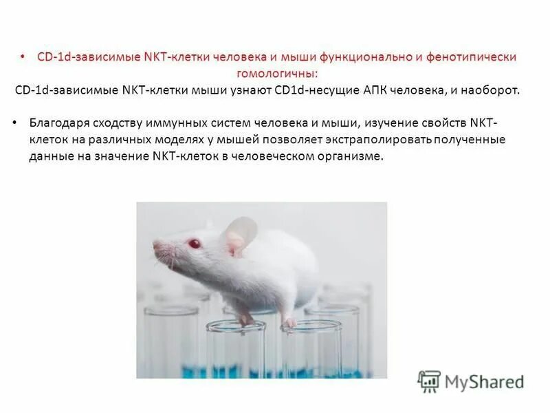 половые клетки гаплоидный набор хромосом. в соматической клетке мыши 40. клетки набор хромосом соматические диплоидный половые ?. число хромосом и днк в митозе. хромосомы человека.