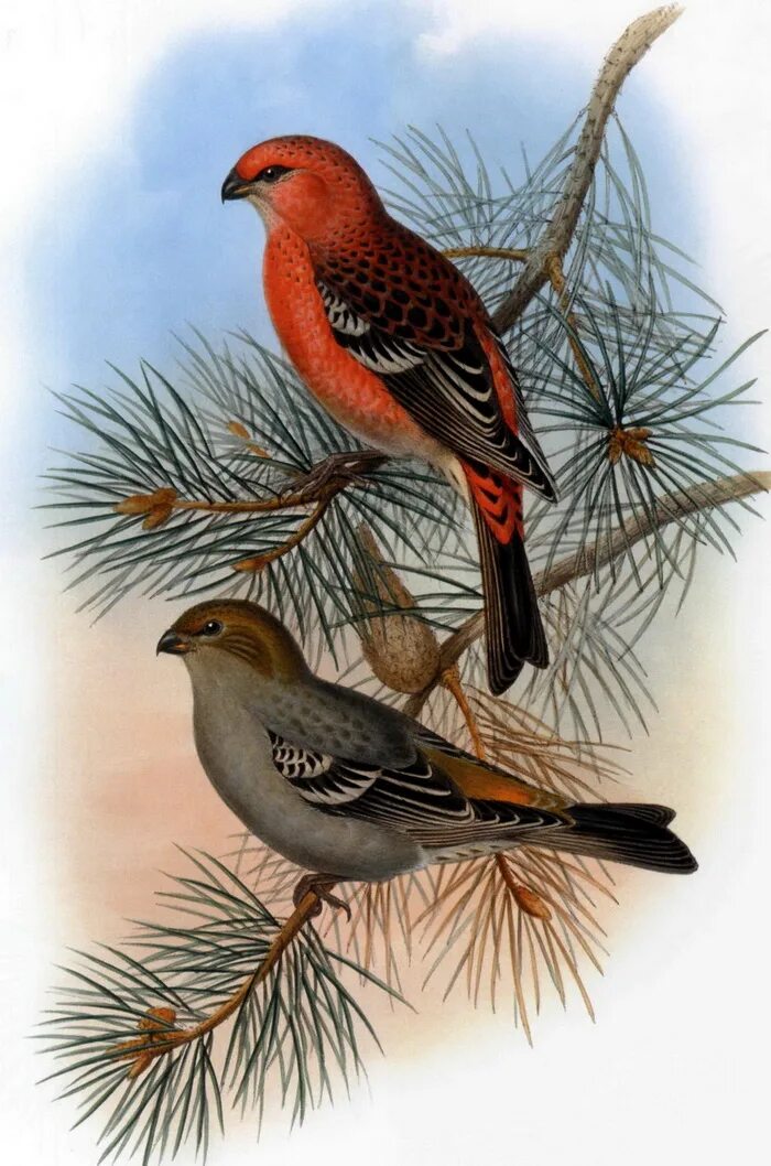 Щур самка и самец. Птица щур обыкновенный щур. Щур птица самка. Птица щур обыкновенный щур. Клест еловик стайка.