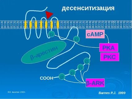 Десенситизация