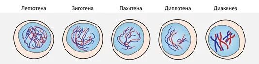 Стадии мейоза лептотена. Профаза 1 лептотена,зиготена. Профаза 1 мейоза лептотена зиготена пахитена. Стадии мейоза лептотена зиготена.