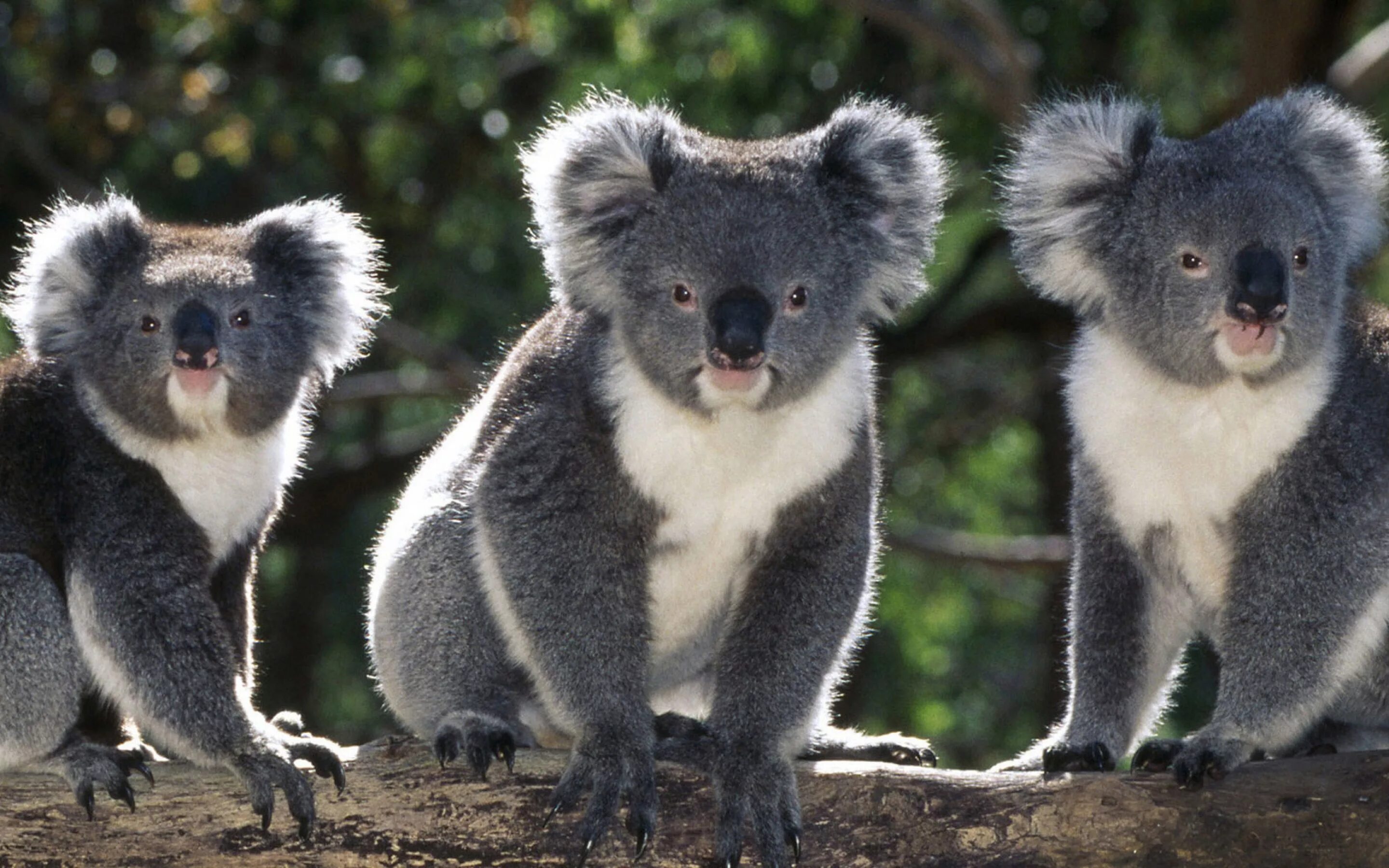 Именно животных. Коала в Австралии. Австралия природа коала. Эндемики коала. Животный мир Австралии коала.