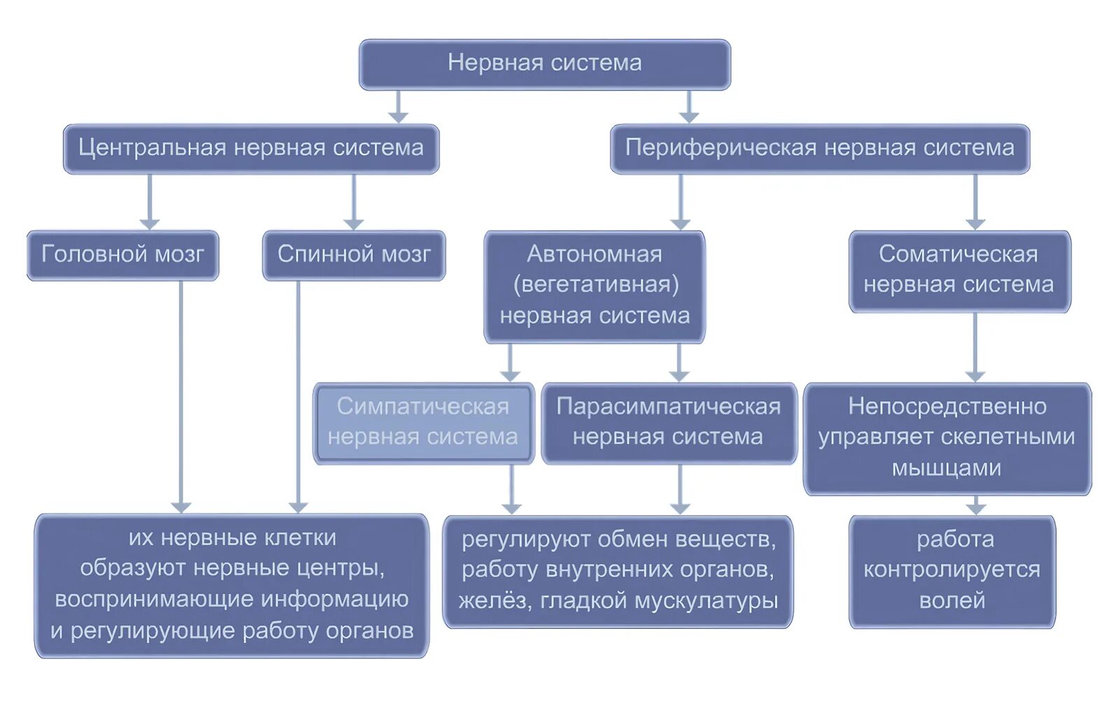 По каким принципам классифицируют отделы нервной. Нервная система Центральная и периферическая схема. Таблица Центральная нервная система строение и функции. Строение и функции отделов нервной системы таблица. Строение центральной и периферической нервной системы таблица.