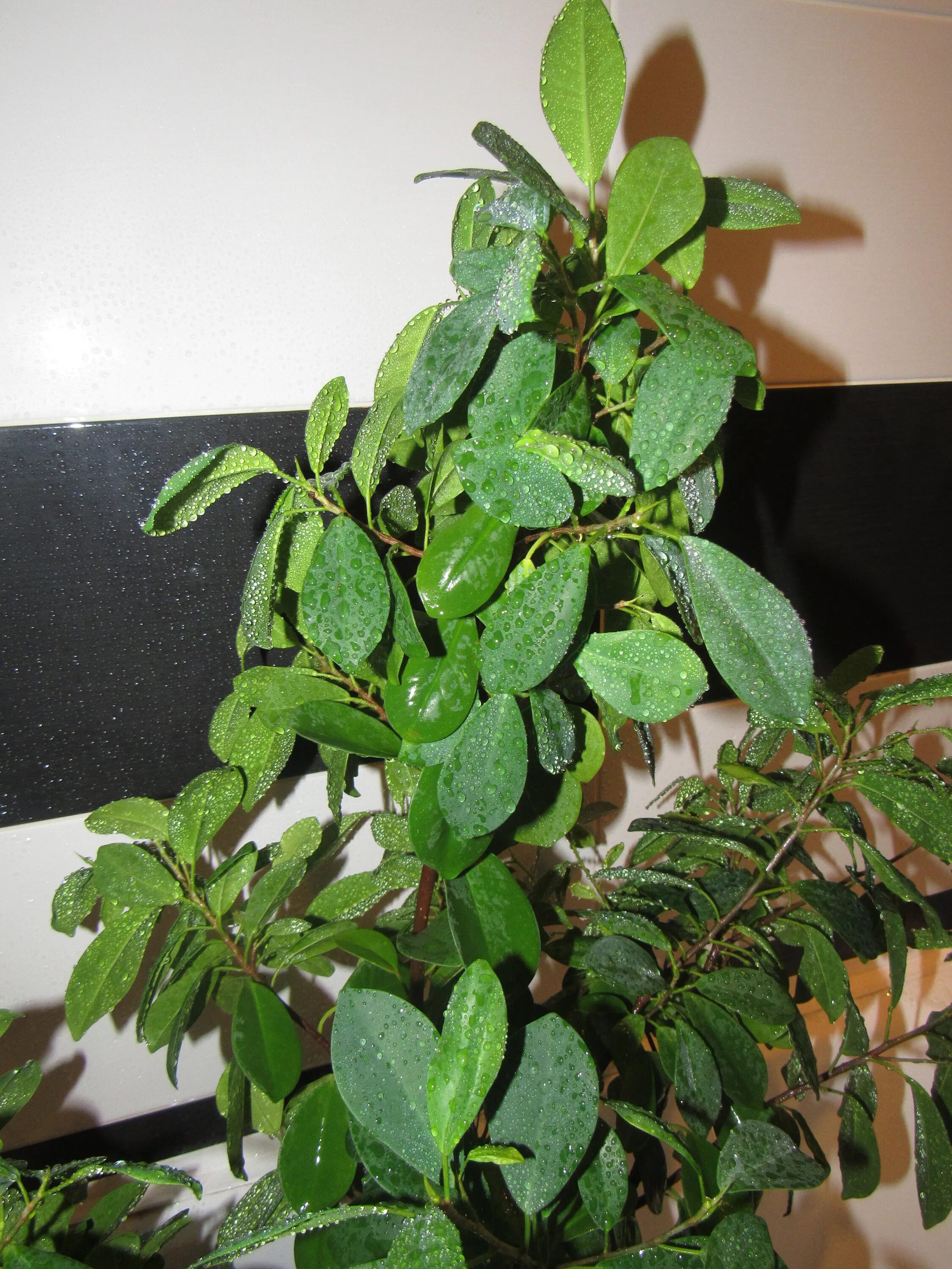 Фикус грин исланд. Фикус ретуза формоза. Фикус грин исланд. Фикус ретуза сильвер блю. Фикус формоза кокетка.