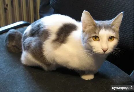 Годовалая кошка