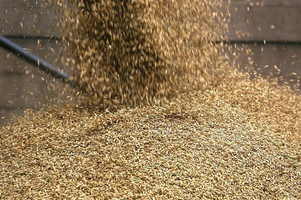 Экспорт зерна. Зерно Россия. Экспорт пшеницы. Импорт зерна.