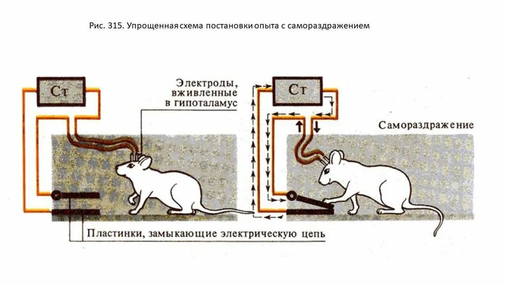 Опыты с самораздражением.. Эксперимент Олдса и Милнера. Опыт Олдса с крысой. Миллер мыши