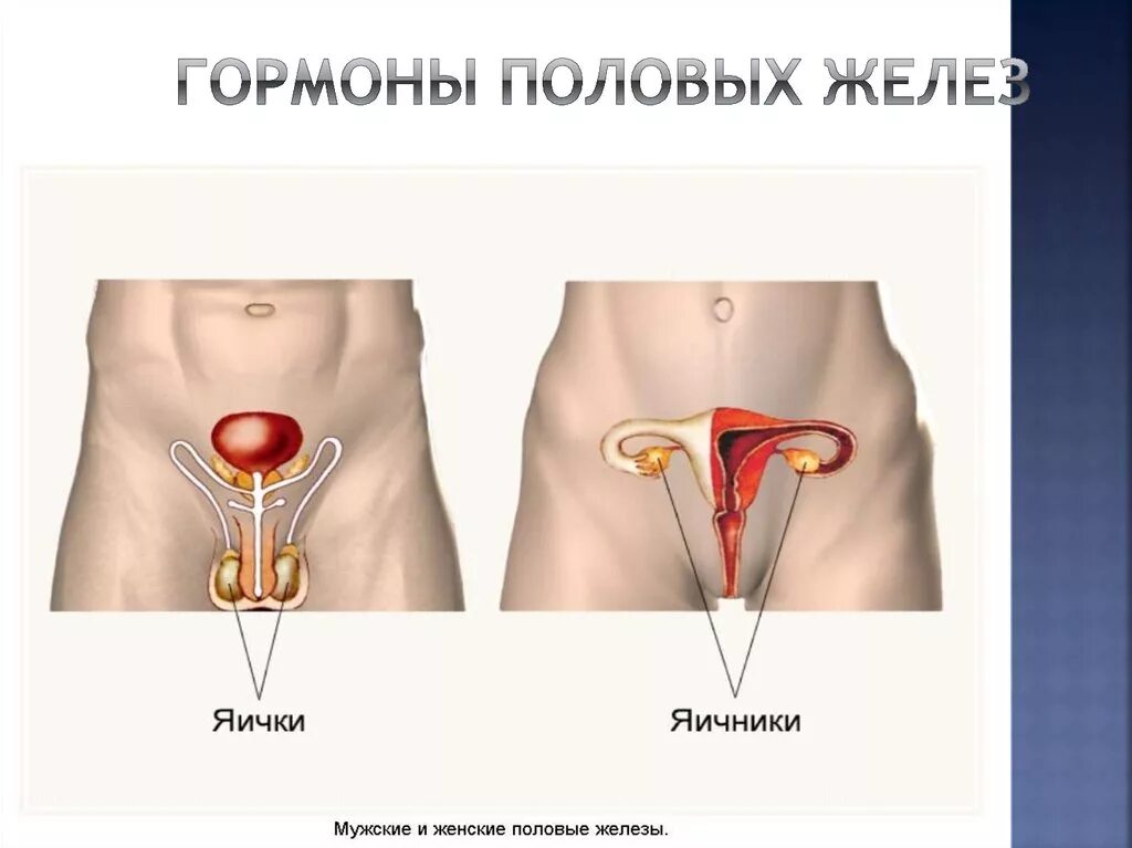 Мужские половые яичники. Половые железы. Мужские и женские половые железы. Мужские половые железы гормоны. Яичники и семенники.