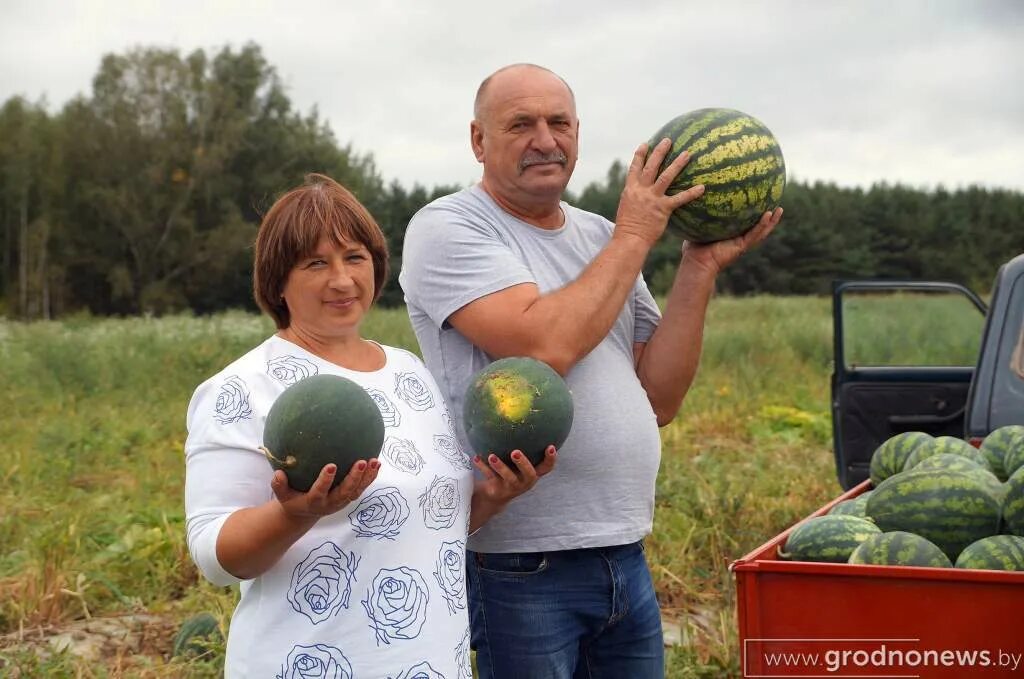 Арбуз по белорусски. Бахча Арбузная. Урожай в Белоруссии. Арбуз 4 кг. Астраханская область арбузные и дынные поля.