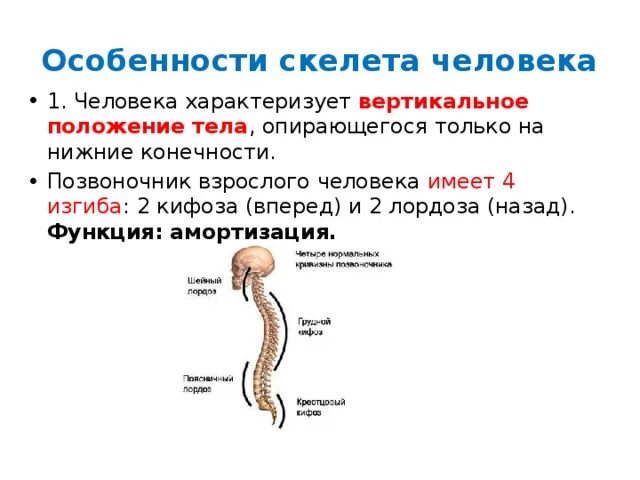 Особенности скелета человека позвоночник. Особенности скелета взрослого человека. Особенностью строения скелета человека является наличие. Характеристика скелета позвоночника человека. Особенности изгибов