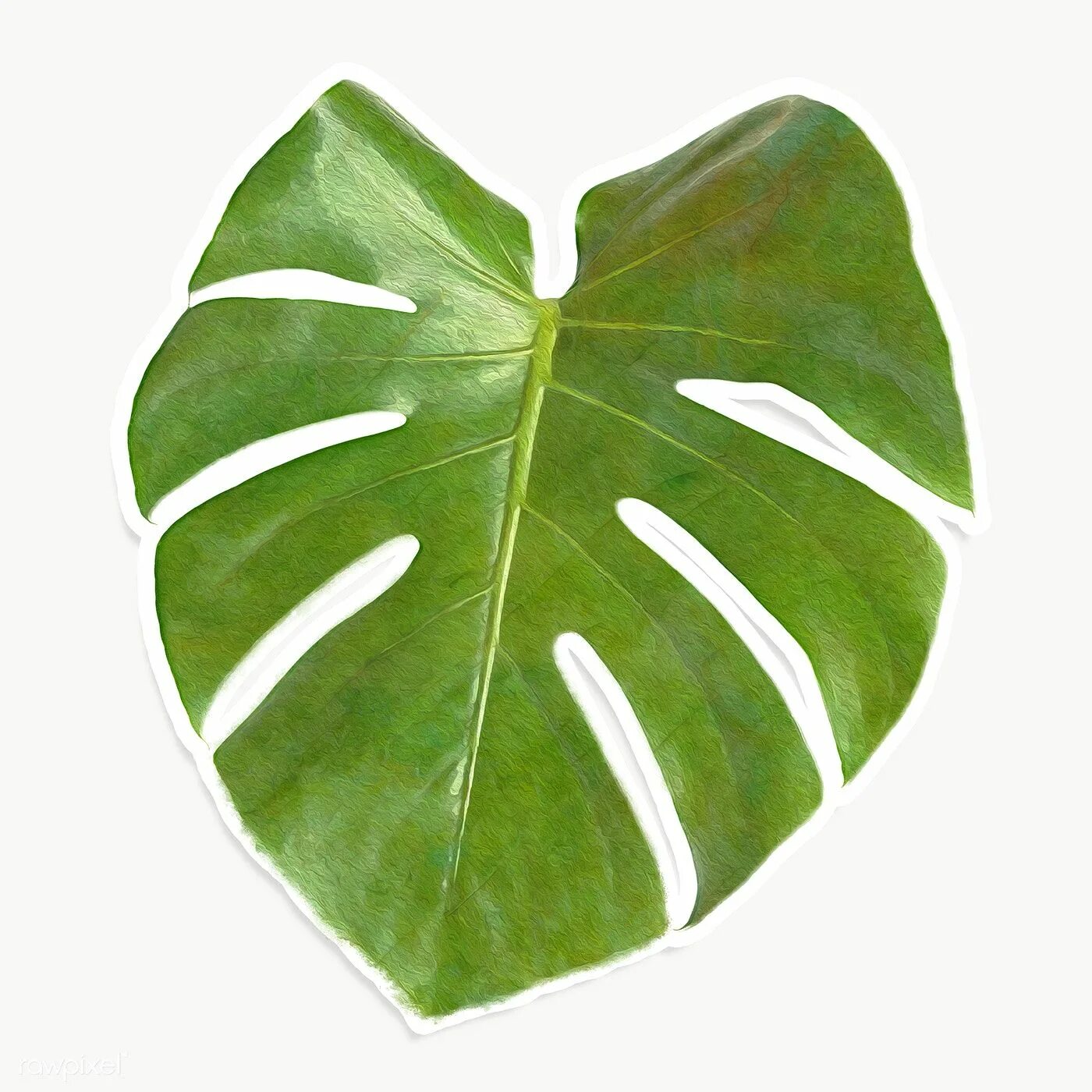 Филодендрон монстера. Лист монстеры. Монстера Минима / Филодендрон. Split Leaf Philodendron.