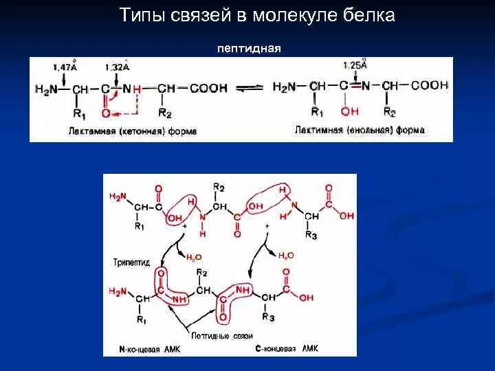 Белок пептидная связь. Типы связей в молекуле белка. Пептидная связь структура молекулы белка. Типы связей в молекулах белка. Пептидная связь. Связи в белковой молекуле