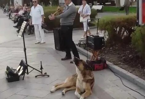 Собаки музыканты