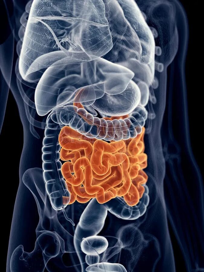 The small intestine