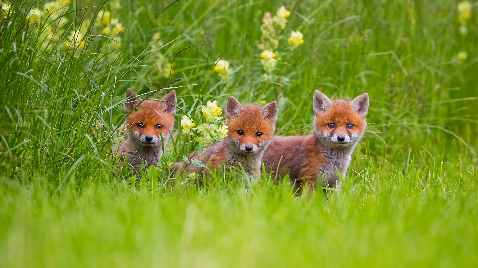 Львёнок. Животным которому меньше трех. Енот семейства енотовых. Звери на природе. Животным которому меньше трех.