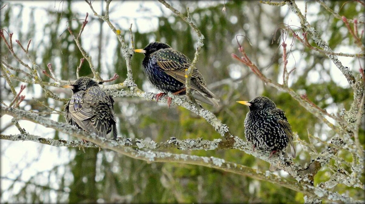 европейский скворец. скворец со скворчатами. скворцы 1. сокотранский длиннохвостый скворец. скворцы 1.