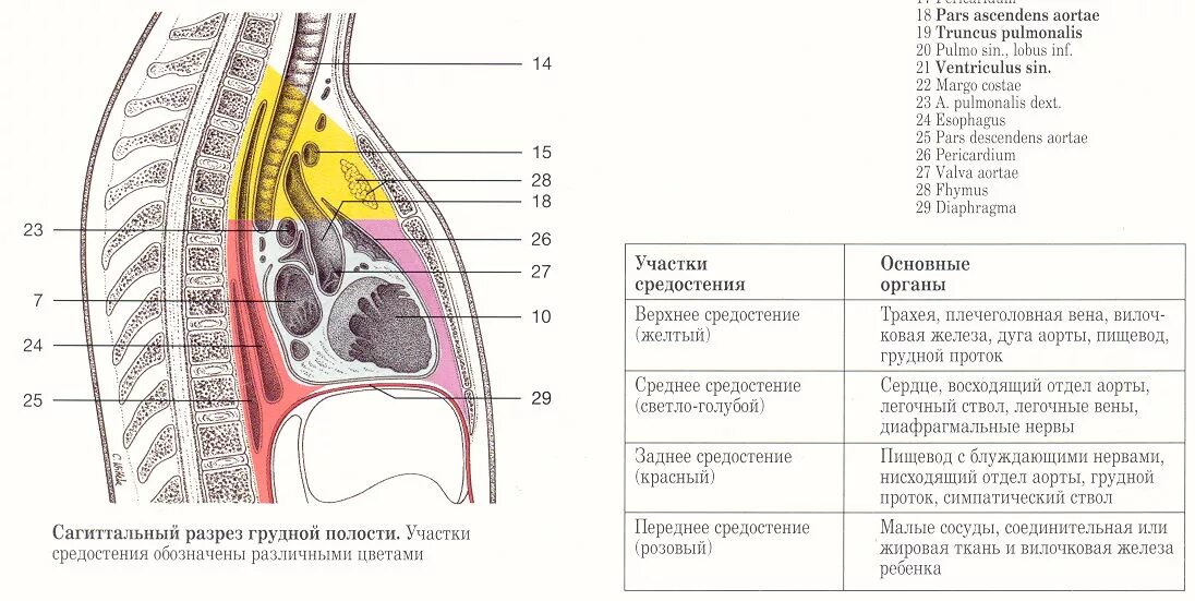 Орган отделяющий грудную полость от брюшной. Топография органов переднего средостения схема. Компоненты заднего средостения схема. Средостение топографическая анатомия схема. Анатомия переднего и заднего средостения схема.