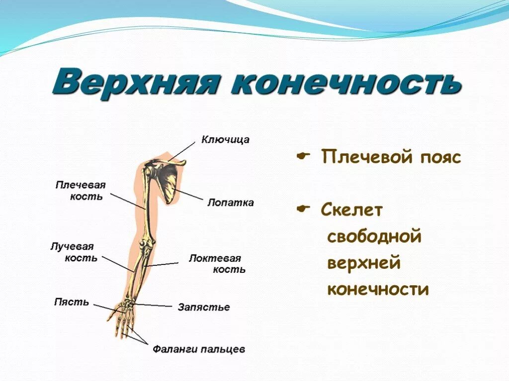 Скелет свободной верхней конечности плечевая кость. Кости пояса и свободной верхней конечности. Пояс верхних конечностей плечевой пояс. Пояс свободной верхних конечностей кости анатомия.