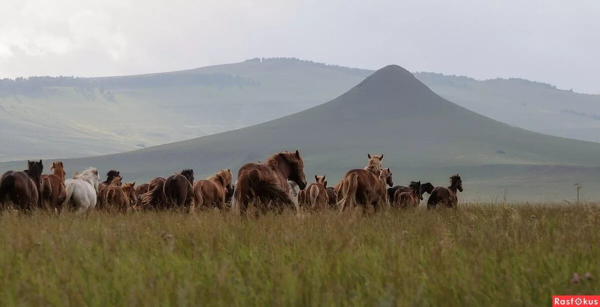 кони хакасии. хакасская койбальская степь. хакасская лошадь. хакасия лошади. кони хакасии.