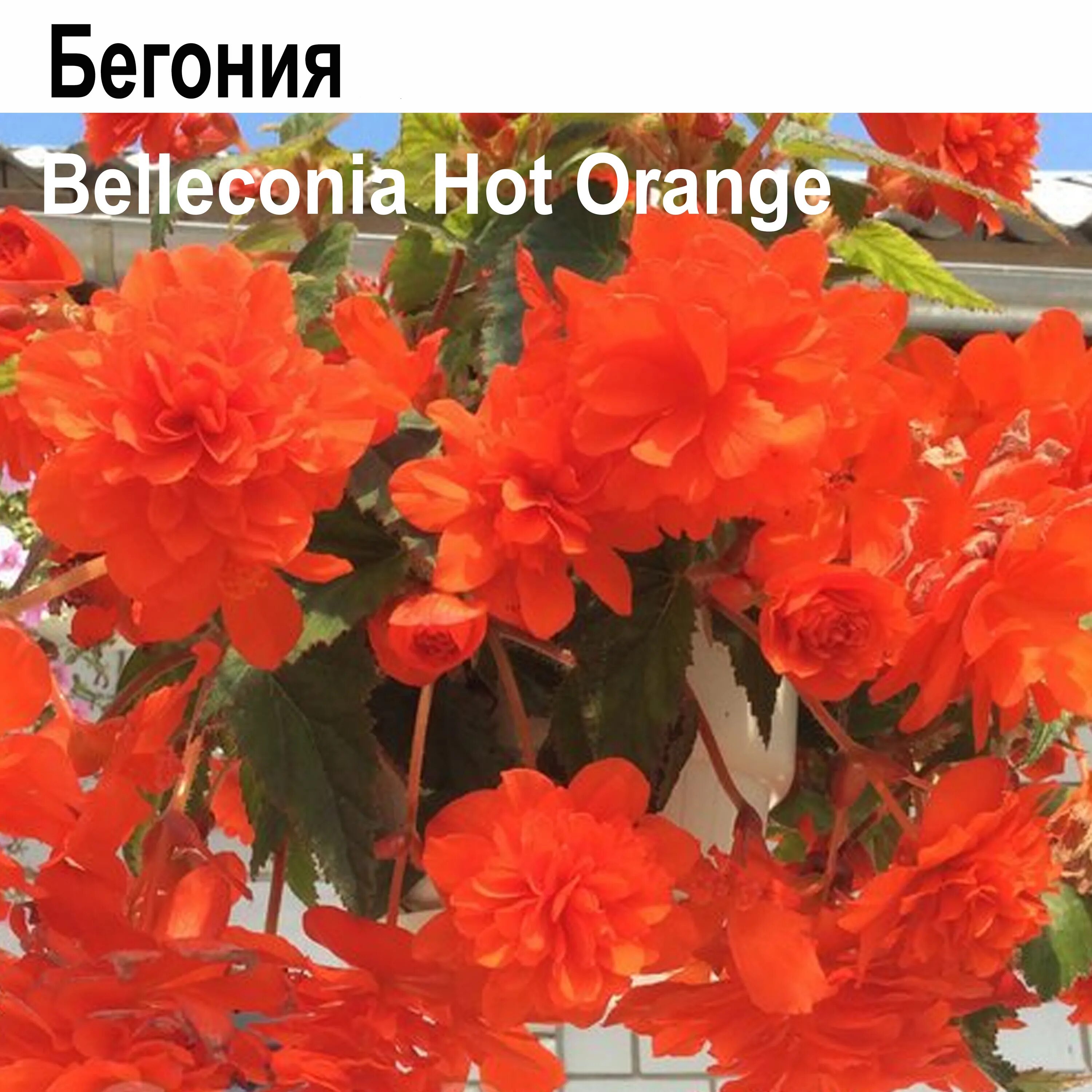 Hot orange. Бегония ампельная беллекония хот оранж. бегония ампельная hot orange. бегония беллекония манго. бегония ампельная оранж..