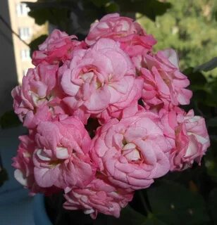 Rose rose бронь