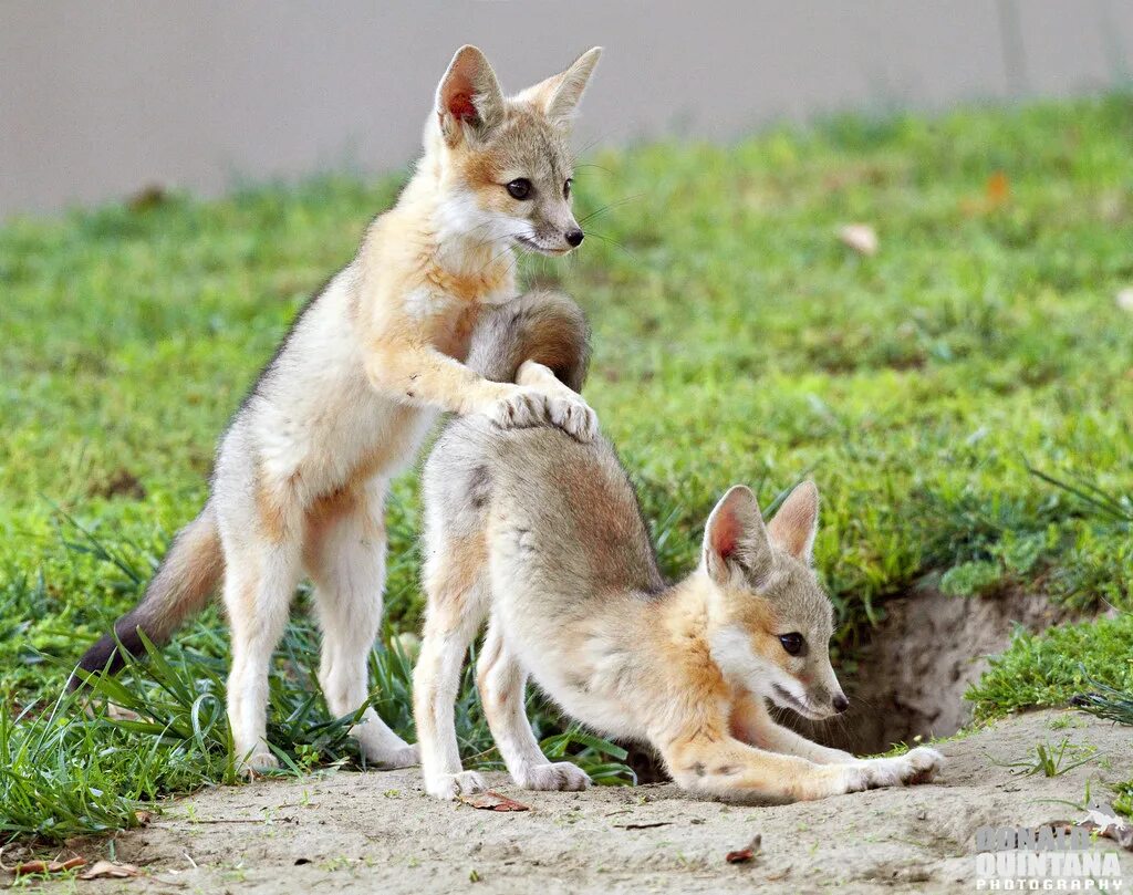 Fox совершенно другой. Фенек Фокс спаривание. Лисы дерутся. Лиса самец. Лисята дерутся.