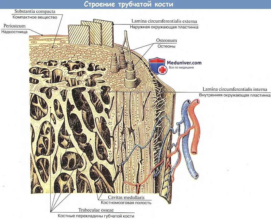 Трубчатая костная ткань. Схема строения трубчатой кости. Строение компактного вещества трубчатой кости. Схема строения трубчатой кости в продольном разрезе. Строение трубчатой кости гистология.