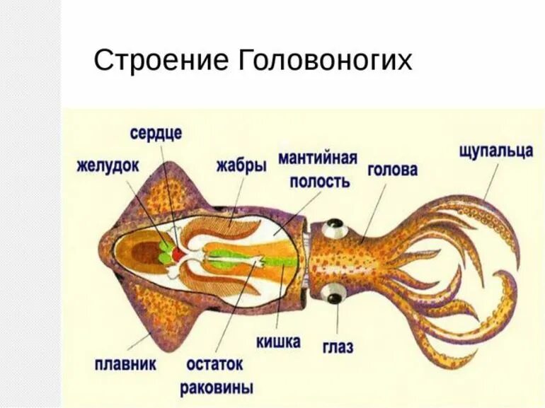 Органы размножения открываются в мантийную полость. Внутренеестроение головоногих моллюсков. Внешнее строение головоногих моллюсков. Внутреннее строение головоногих моллюсков. Схема строения головоногого моллюска.