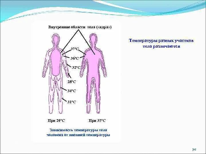 Температурная рецепция физиология. Рецепция и чувствительность. Температурное ядро и оболочка тела. Температурная чувствительность. Руки разной температуры