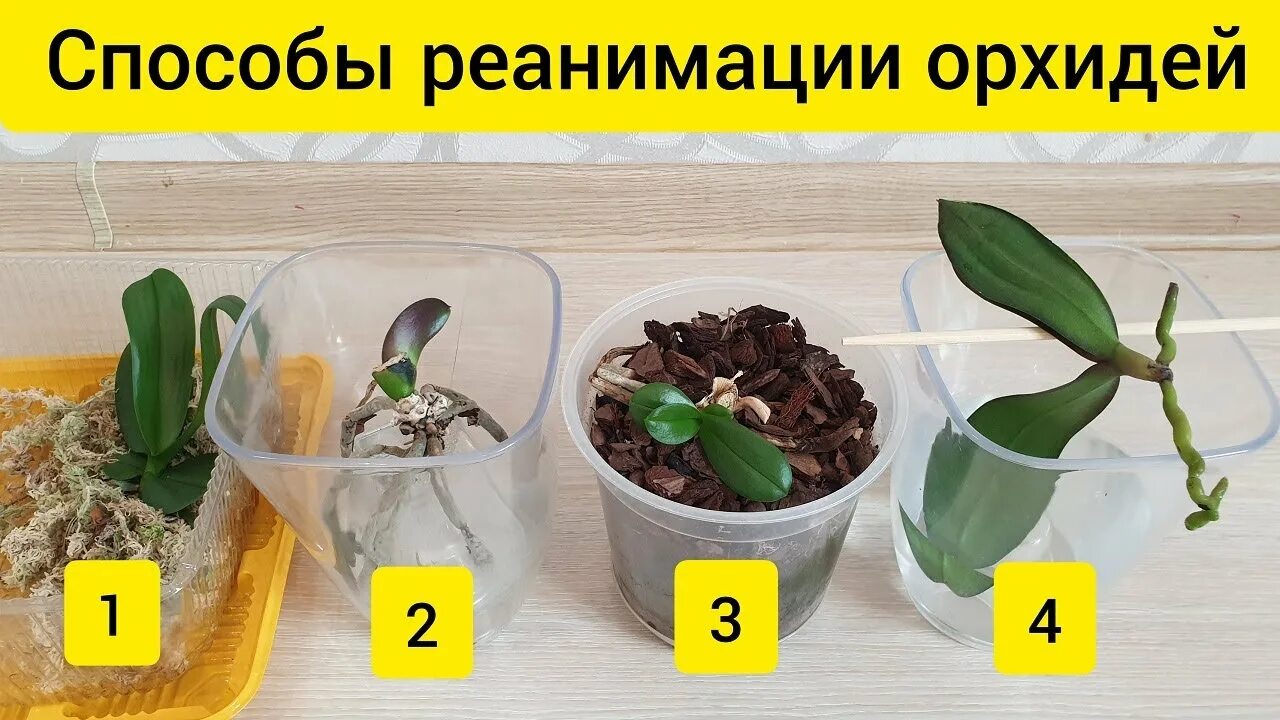 Как быстро реанимировать орхидею