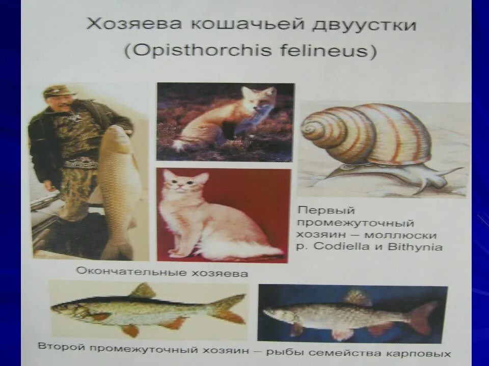 Описторхоз хозяева