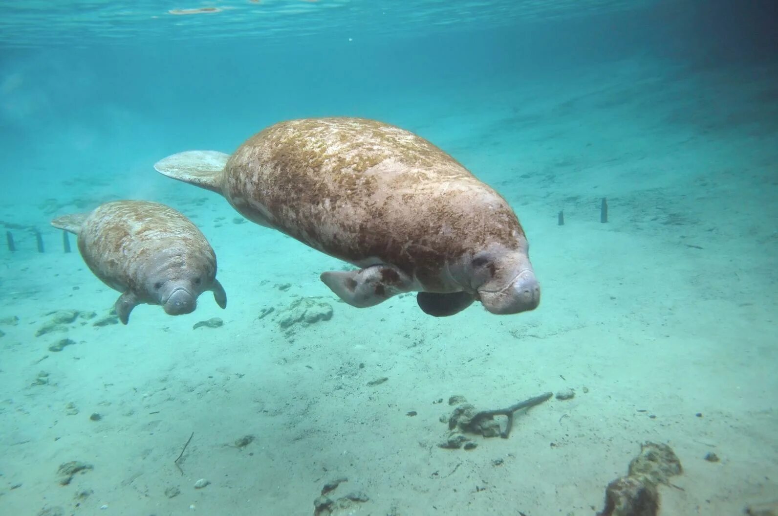 Морская корова 8. Стеллерова морская корова. Стеллерова корова и Ламантин. Морская корова Манати. Дюгонь морская корова.