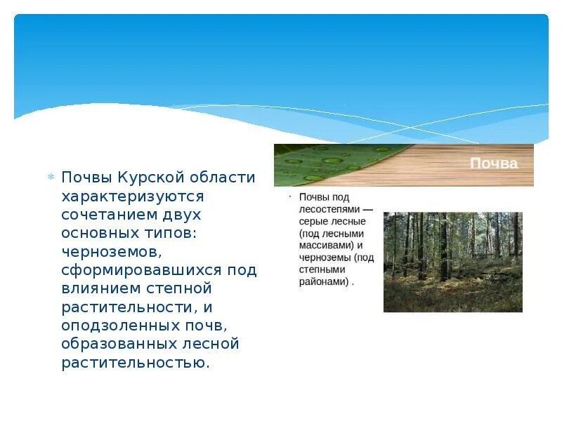 Информацию о почвах вашего края. Черноземные почвы курска. почвы курского района курской области. почва курского края. основные почвы курской области.
