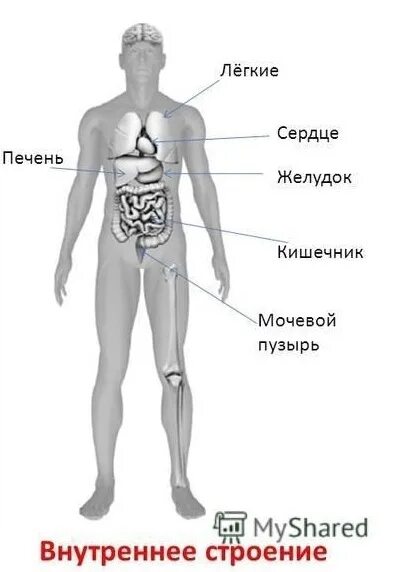 Строение тела человека. Строение тела человека ВПР 4. Строение человека подготовка к ВПР. Строение тела человека 4 класс окружающий мир ВПР.