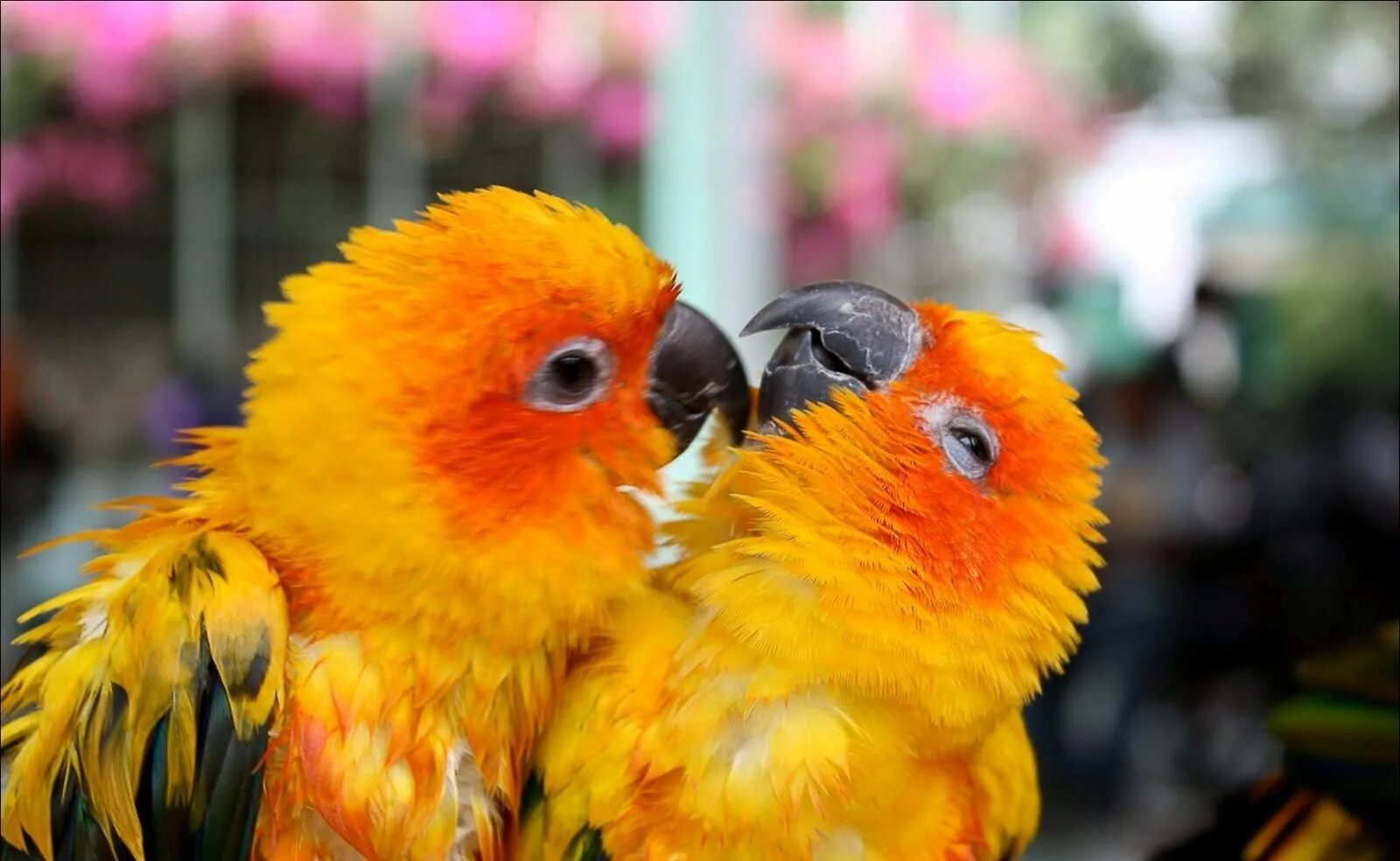 I love birds. Попугайчики неразлучники. Попугаи неразлучники Эстетика. Оранжевый неразлучник. Попугай неразлучник желтый.