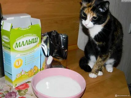 Смесь для котят отзывы