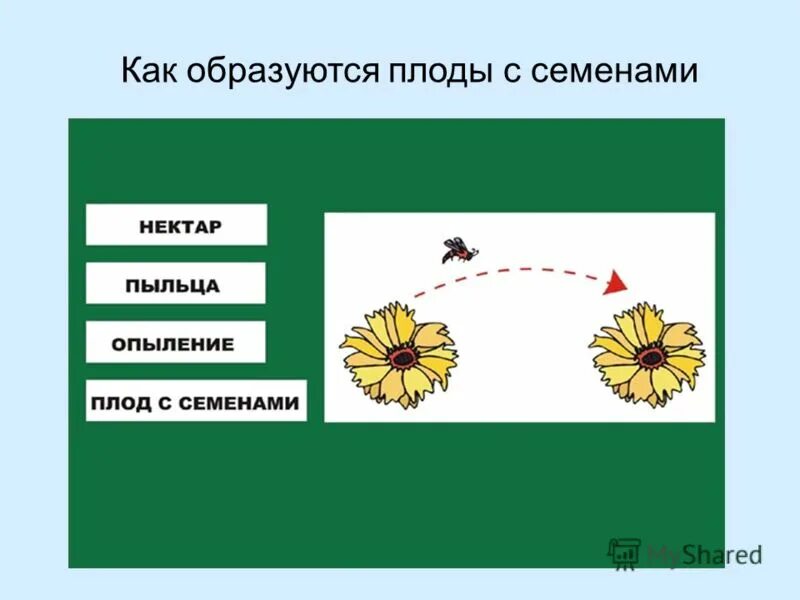 1 пыльца образуется в. Как образуются семена. Опыление растений круговорот. Как появляются семечки. Плакат опыление.