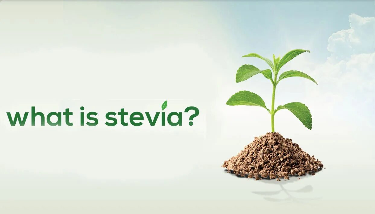 Plant origin. Стевия. Stevia rebaudiana Bertoni. Экстракт листьев Stevia rebaudiana Bertoni. Stevia natural иконка.