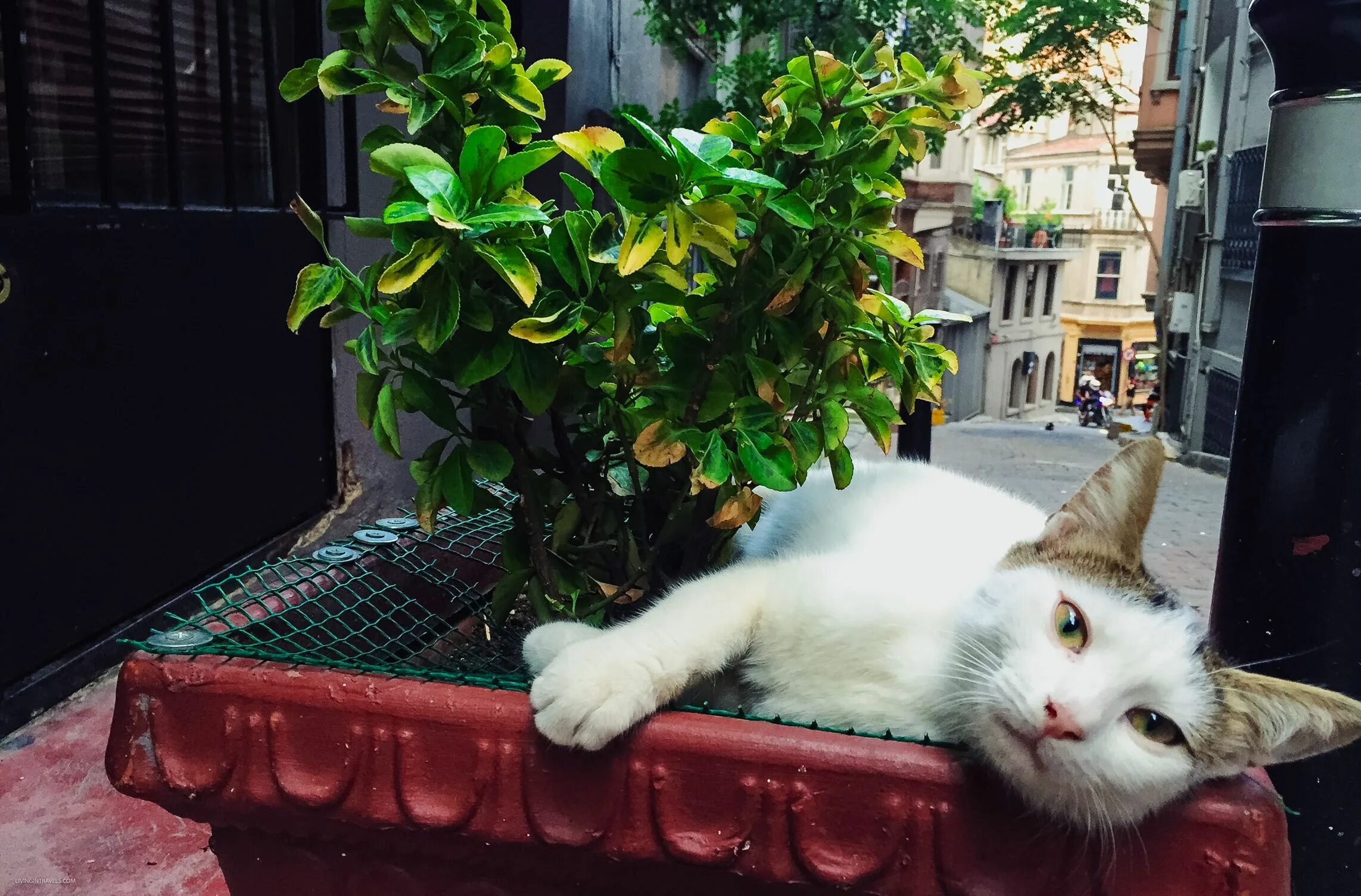 Turkey cats. Кот в Стамбуле. Котики в Турции. Стамбул парк кошек. Турция кошки на улице.