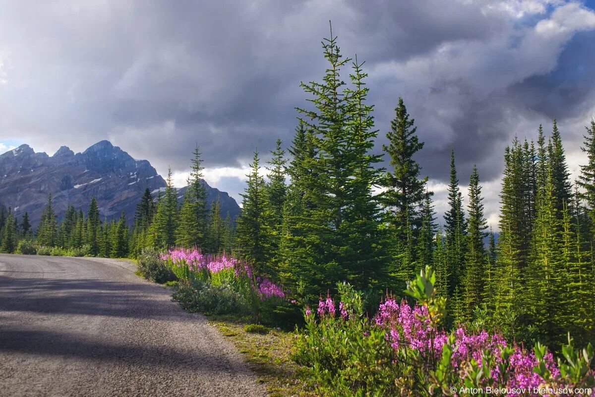 Цветы Канады Банф. Цветы национального парка Банф. Растительный мир в Банф Канада. Растительность канады