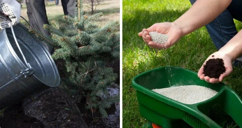 Полив хвойных. Подкормка хвойных. Подкорм для ели. Полив хвойников. Чем подкормить хвойные весной