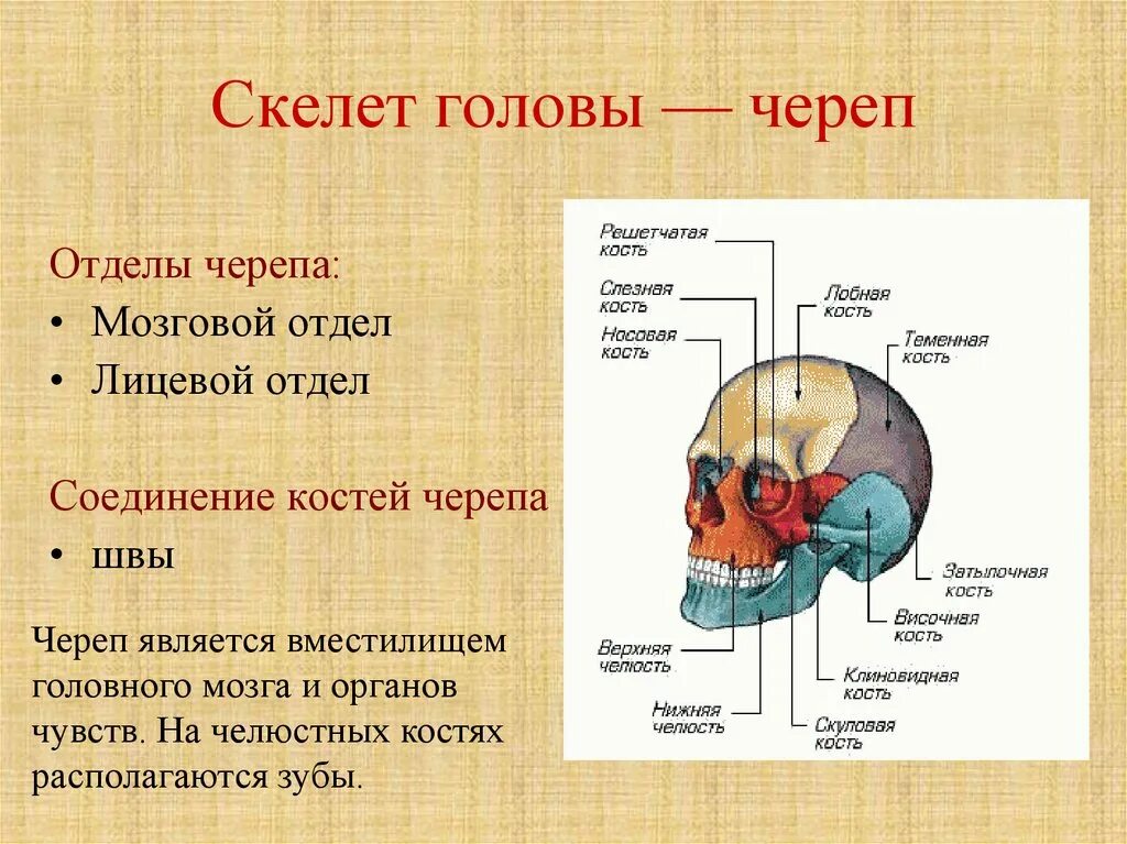 Скелет головы особенности строения. Строение черепа человека мозговой и лицевой отделы. Кости черепа мозговой отдел и лицевой отдел. Соединение костей мозгового отдела черепа. Скелет человека мозговой отдел черепа.