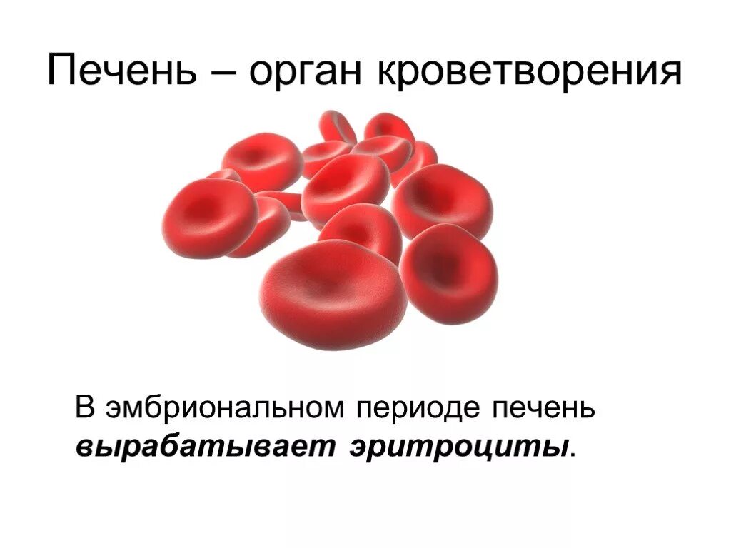 Кроветворная функция печени. Функция печени в кроветворении. Печень орган кроветворения. Строение эритроцитов.