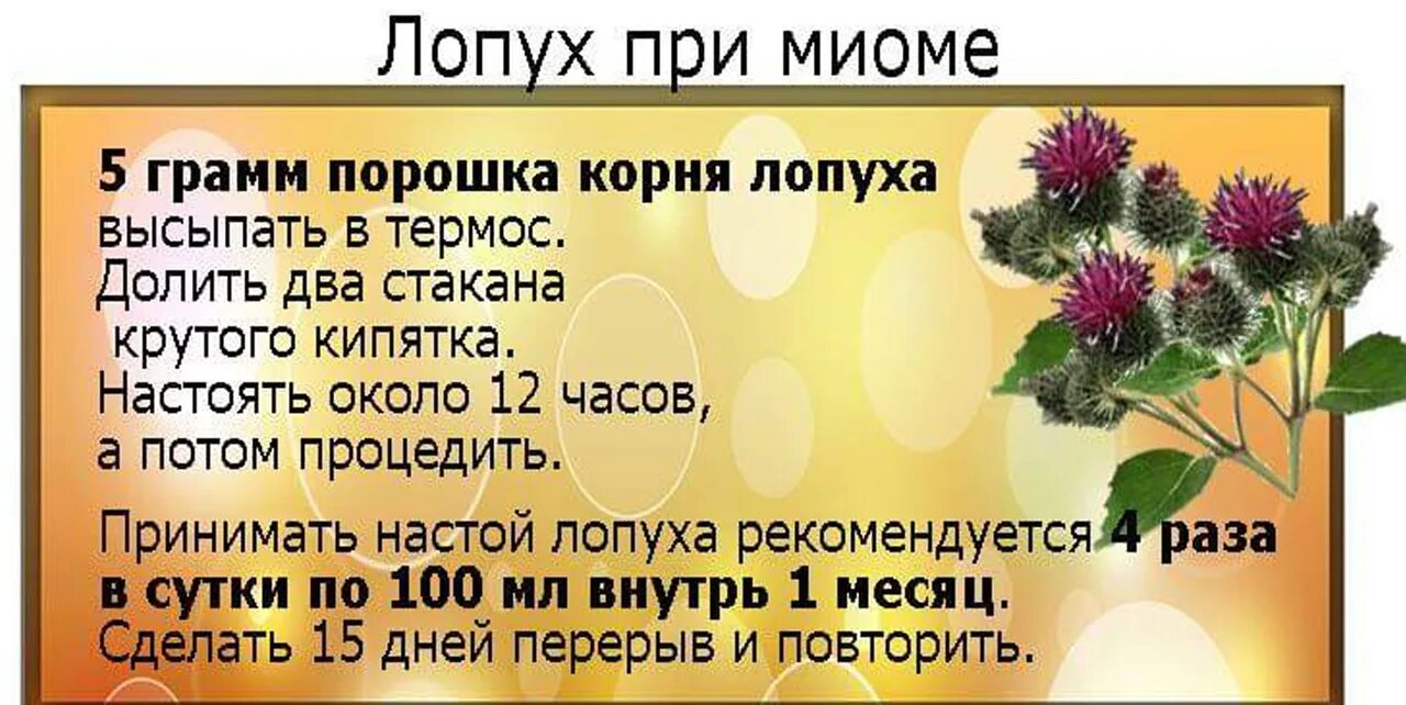 Лопух при миоме