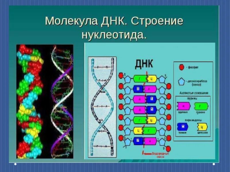 Замена нуклеотида в гене признак. Структура ДНК биология. Строение нуклиотида молекулы ЛНК. Какова структура ДНК. Строение нуклеотида молекулы ДНК.