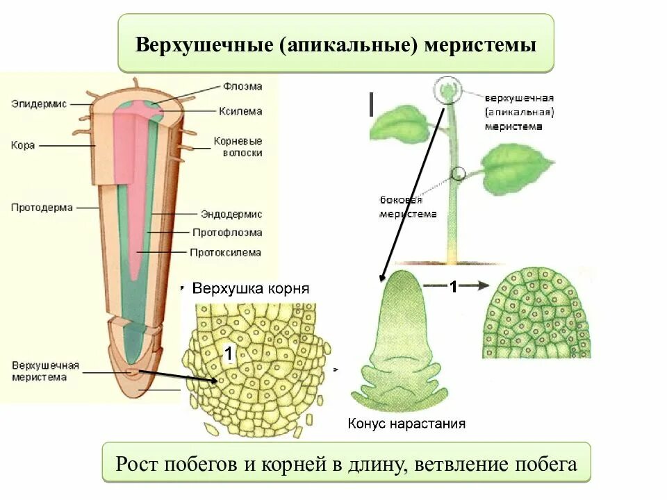 Меристема ткани растений строение. Верхушечная меристема стебля. Первичная меристема корня. Апикальная меристема прокамбий. Образовательная ткань растений меристема.