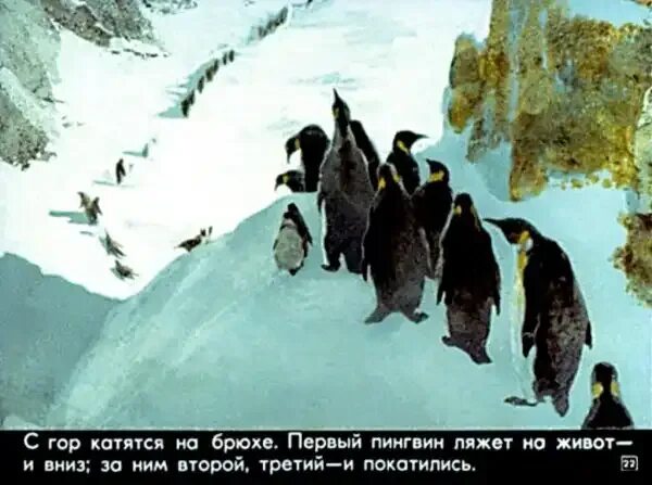 Пересказ рассказа про пингвинов старшая группа. Снегирев про пингвинов иллюстрации. В Снегирёв Пингвиний пляж. Пингвины Снегирев Пингвиний пляж. Снегирёв рассказы о пингвинах.