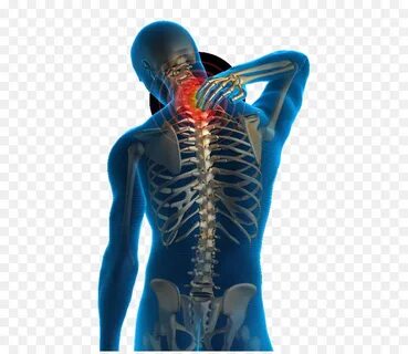 Human back
