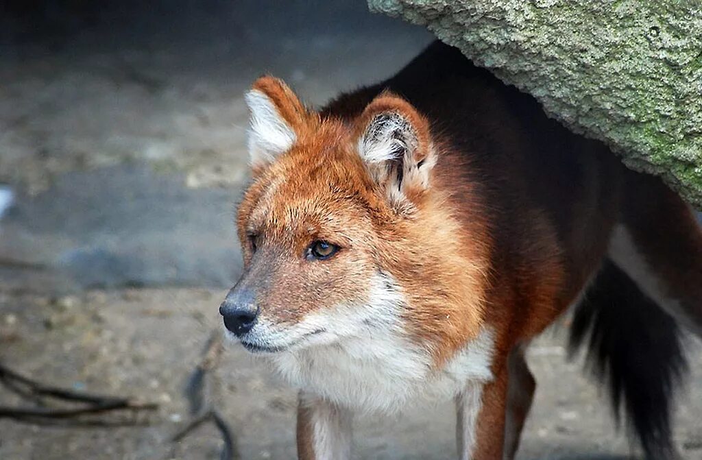 Красный волк в хакасии. Красный волк вымер. Волк и красный волк. Красный волк вымер. Красный волк.