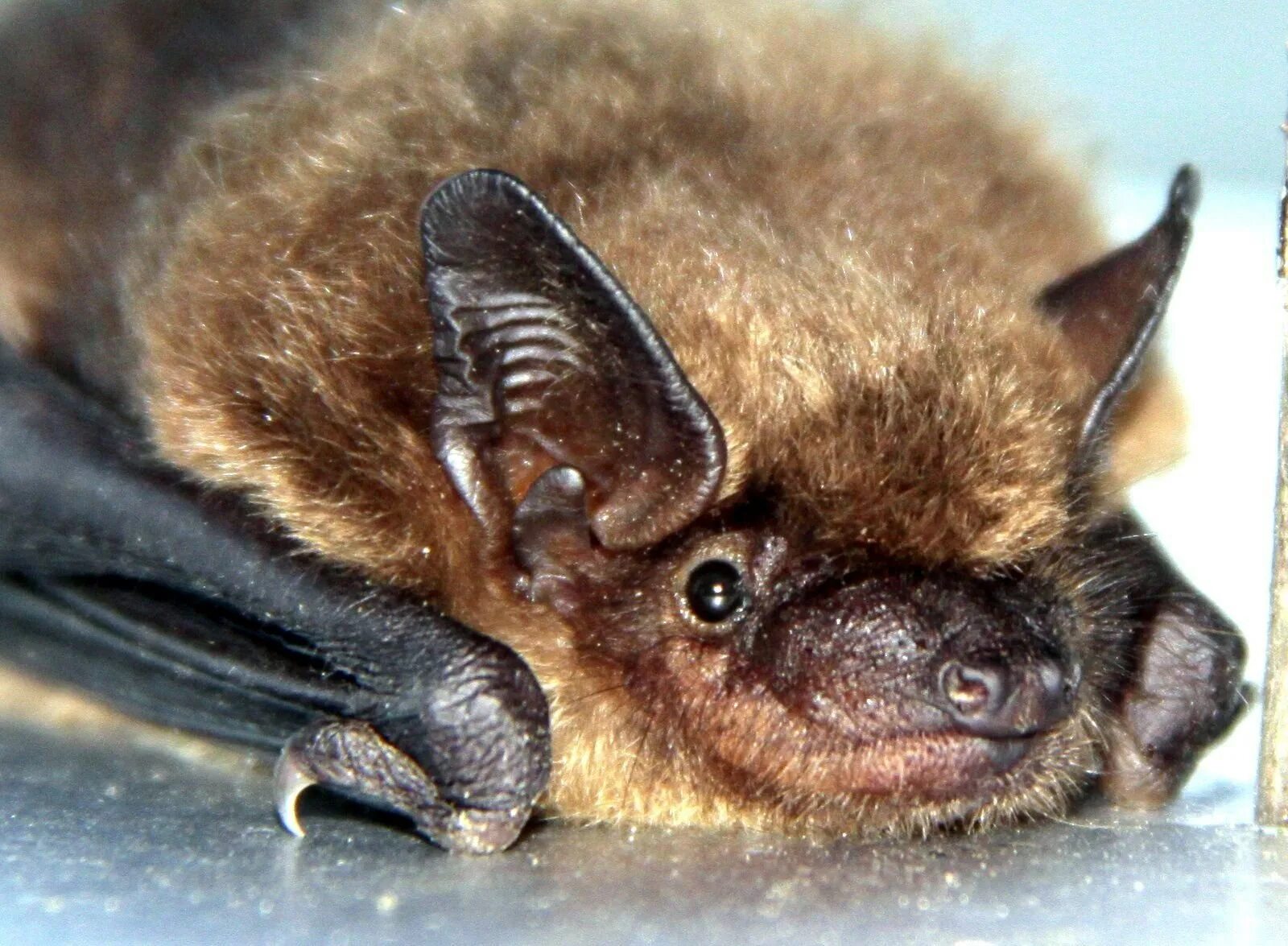 Ночница большая. Ночница брандта (myotis brandtii (eversmann, 1845)). летучая мышь ночница. малая бурая ночница. сибирская ночница.